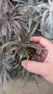 【Dyckia】ディッキア ’Arizona’ × ‘Chicago’ 実生 ⑤