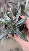 【Dyckia】ディッキア ’Arizona’ × ‘Chicago’ 実生 ⑥今シーズンラスト_画像3