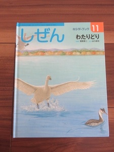 美品＊しぜん 11月号 わたりどり 濱尾章二 山口達也/絵＊