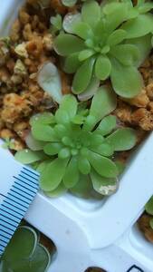 食虫植物 ピンギキュラ・ミランダエ