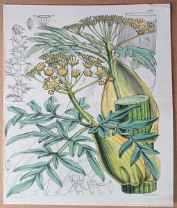 1860年 手彩色 石版画 Curtis Botanical Magazine No.5168 大判 セリ科 オオウイキョウ属 Narthex asafoetida