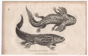 1802年 Shaw 銅版画 トラフサンショウウオ科 トラフサンショウウオ属 ウーパールーパー Fish-Formed Siren 博物画 メキシコサンショウウオ