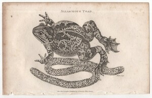 1802年 Shaw 銅版画 スキアシガエル科 ニンニクガエル属 ニンニクガエル Alliaceous Toad オタマジャクシ 博物画 2枚