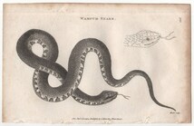 1802年 Shaw 銅版画 ユウダ科 ミズベヘビ属 ナンブミズベヘビ Wampum Snake 博物画_画像1