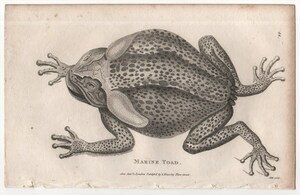 1802年 Shaw 銅版画 ヒキガエル科 ナンベイヒキガエル属 オオヒキガエル Marine Toad 博物画