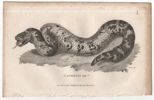 1802年 Shaw 銅版画 クサリヘビ科 ブッシュマスター属 Lachesis var 博物画