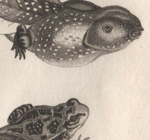 1802年 Shaw 銅版画 スキアシガエル科 ニンニクガエル属 ニンニクガエル Alliaceous Toad オタマジャクシ 博物画 2枚_画像5