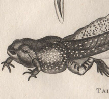 1802年 Shaw 銅版画 スキアシガエル科 ニンニクガエル属 ニンニクガエル Alliaceous Toad オタマジャクシ 博物画 2枚_画像4