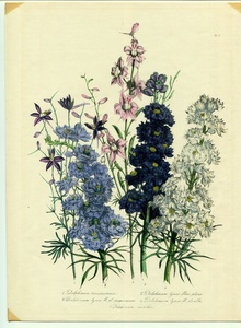 1841年 Loudon Ladies Flower Garden 手彩色 石版画 Pl.3 キンポウゲ科 ヒエンソウ属 チドリソウ属 Delphinium デルフィニウム