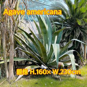 from 九十九里浜 南国リゾート Agave americana 子株 南国植物 アガベ No.1 青の竜舌蘭（大型種） #シンボルツリー #株分け #サボテン