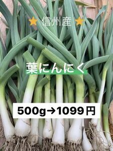 ①葉にんにく（小）500g 長野県産　信州　産地直送