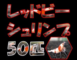 平日毎日発送 国産 50匹 レッドビー シュリンプ【送料無料】鑑賞