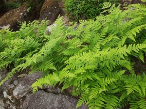 わらび☆ワラビ☆蕨☆苗☆１０本セットで