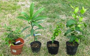 熱帯果樹小苗４種類　ジャボチカバ（四季なり）　＋　キングカニステル　＋　ピタンガ（黒）　＋　アメイシャ　送料込み