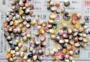 レインボーコーン　（虹色／七色とうもろこし、グラスジェムコーン）　種子１００粒　送料込み　楽しいポップコーンが出来る！！