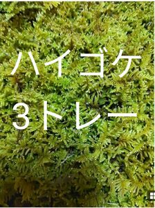 ハイゴケ　3トレー　苔玉　苔　苔リウム　苔テラリウム