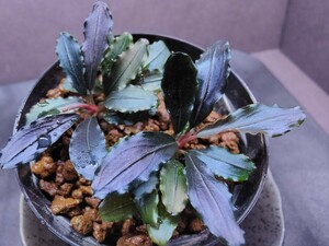 Bucephalandra sp.”Red Mini” Natura Plants 2株 水上葉 ブセファランドラspレッドミニ ナチュラプランツ 組織培養