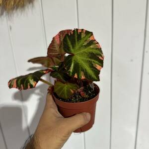 UJ Begonia soli-mutata variegata ‘ベゴニア　ソリムタータ　斑入