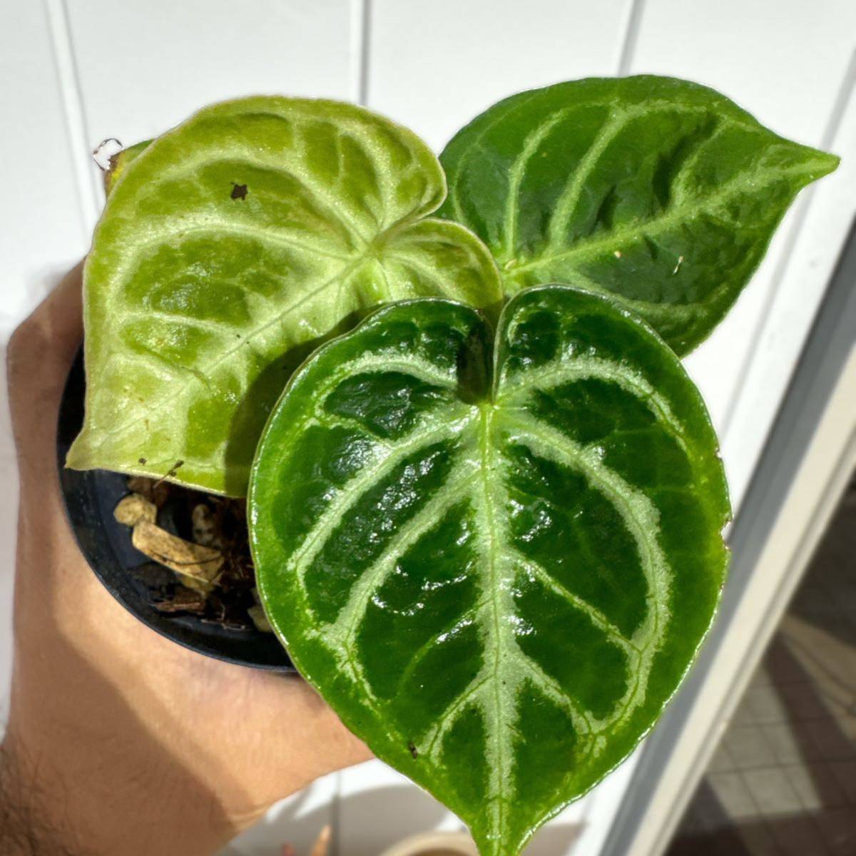 2023年最新】Yahoo!オークション -アンスリウム 観葉植物(花、園芸)の