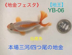 【地王】《地金フェスタ》YB-6 本場三河・四つ尾の地金/三河大御所の当歳魚《動画有り》地金、ロクリン、江戸地金