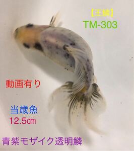 【王鱗】TM-303 青紫モザイク透明鱗・東海錦/自家産・当歳超特選魚12.5㎝（動画有り）★同じ大きさの黒色個体1匹オマケ付き