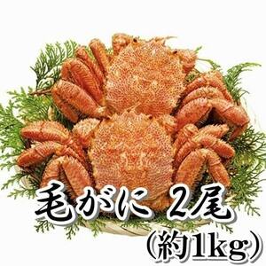 毛ガニ 2尾 （約１ｋｇ） 新物 北海道産 生食用 ボイル 　一折れだけど 身入り バッチリです