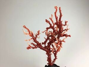 珊瑚　血赤サンゴ 珊瑚枝・珊瑚原木美術品 鑑賞擺件 ９１ｇ