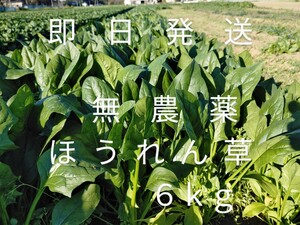 茨城産無農薬ほうれん草６kg