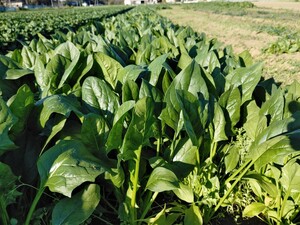 茨城産無農薬規格外ほうれん草１ｋｇ