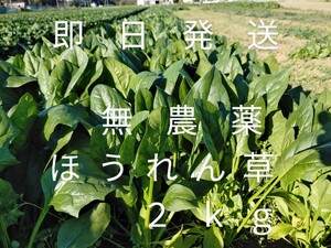 茨城産無農薬ほうれん草２kg