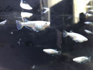 【サボテンめだか】幼魚5匹+補償2匹