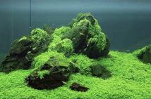 水草の種　種から育てる水草 アクアリウム　30㎝水槽用_画像4