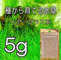 種から育てる水草　水草の種【小さい葉とヘアーグラス系】各5gセット_画像3