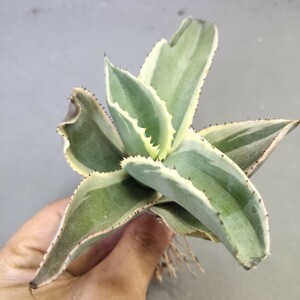 A445 アガベ チタノタ agave サルミアナ リップルエフェクト復輪錦 極上大株 希少種 検)SAD 白犀牛 包心龍 清櫻 悪魔 暴牙 狼人 黒鯨