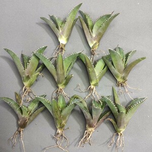 A676 アガベ チタノタ 鯊魚剣 agave titanota 精選優良血統 極上子株10株同梱 強棘 狂刺 メリクロン株 発根済み