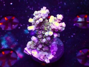 【AJISAI】『バリストロベリーミドリイシ』(Bali Strawberry Acropora Tenuis Frag) / ＊新入荷祭り＊ サンゴ・コーラル