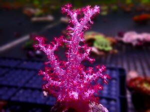 【AJISAI】＊美発色＊『トゲトサカサンゴ』(Metalic Red Glassy Tree Coral) / ＊新入荷祭り＊ サンゴ・コーラル