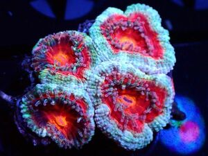 【AJISAI】＊Monsoon便＊『カクオオトゲキクメイシ』(OG Mystic Acan Frag) / ＊新入荷祭り＊ サンゴ・コーラル