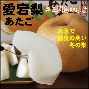 早期送料無料☆即決☆鳥取県産 愛宕(あたご)梨 5ｋｇ箱（5～14玉入）【11月中旬～下旬頃～予約順に出荷】訳あり自家用王秋なしシャイン