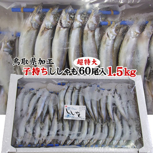 【即決】超特大！子持ちカラフトししゃも一夜干し〔冷凍〕たっぷり60尾入り1.5kgセット［ノルウェー産鳥取県境港加工］メスシシャモ