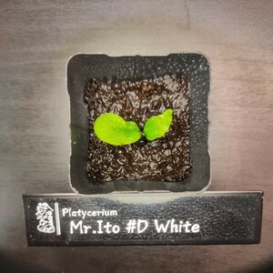 ［ビカクシダ］Mr. Ito #D White (Meramera White) メラメラ　ホワイト 幼苗 No.01