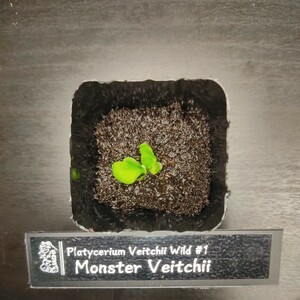 ［ビカクシダ］Veitchii Wild VP#1 Monster Veitchii モンスターベイチー 幼苗 No.02