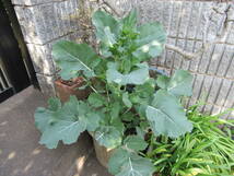 「良い時期」のらぼう菜5苗n1★高さ10cm植え付けて来年3月～４月に収穫 寒さに強い_画像9