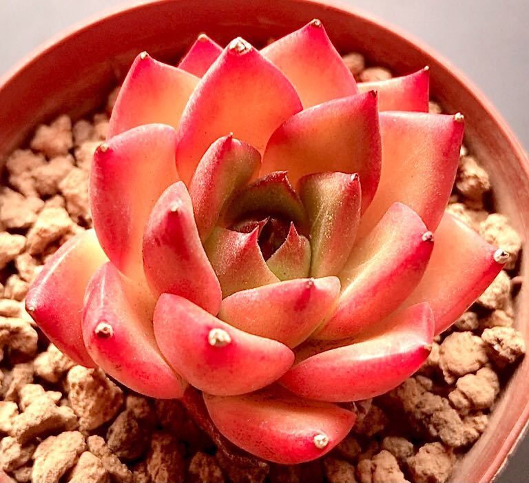 2023年最新】Yahoo!オークション -多肉植物 韓国苗(花、園芸)の中古品
