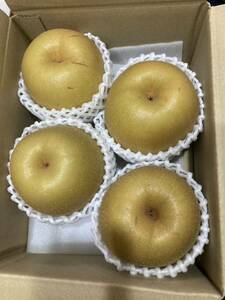 731.希少栃木県産　最終品種 みずみずしい王秋梨　大玉〜約2kg 秀品