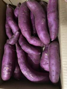 746.. bargain ... Chiba prefecture production sweet potato, purple corm box included 5kg