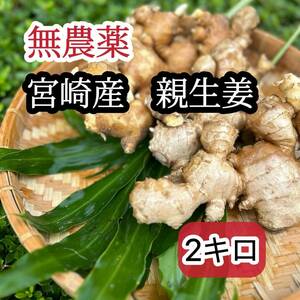 【無農薬】宮崎産　親生姜（古生姜）　2kg