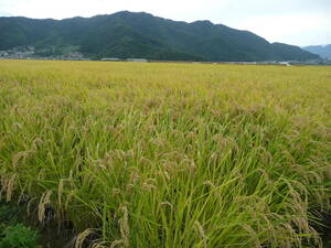 長野県北部産 白米20キロ　無洗米精米　天日干し　もみ保管　はぜ掛け　はざ掛け　令和４年製　