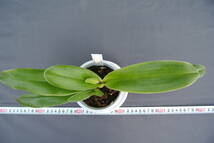 【整形パフィオ　ツボミ付き】 TPA909 Paph. Tsukuba Hope (Katsutawin `Tsukuba' BM/JOGA × Tea for Two `Katsuta' HCC/AJOS) 　 _画像3