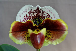 【最新整形パフィオ】OS3160 Paph. ( Katsutawin `Ayako' BM/JOGA × Crimson World `Tsukuba' SM/JOGA )　